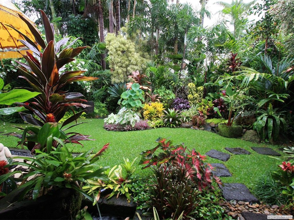 Tropical Backyard Plants
 Dennis Hundscheidt s tropical garden Queensland superb