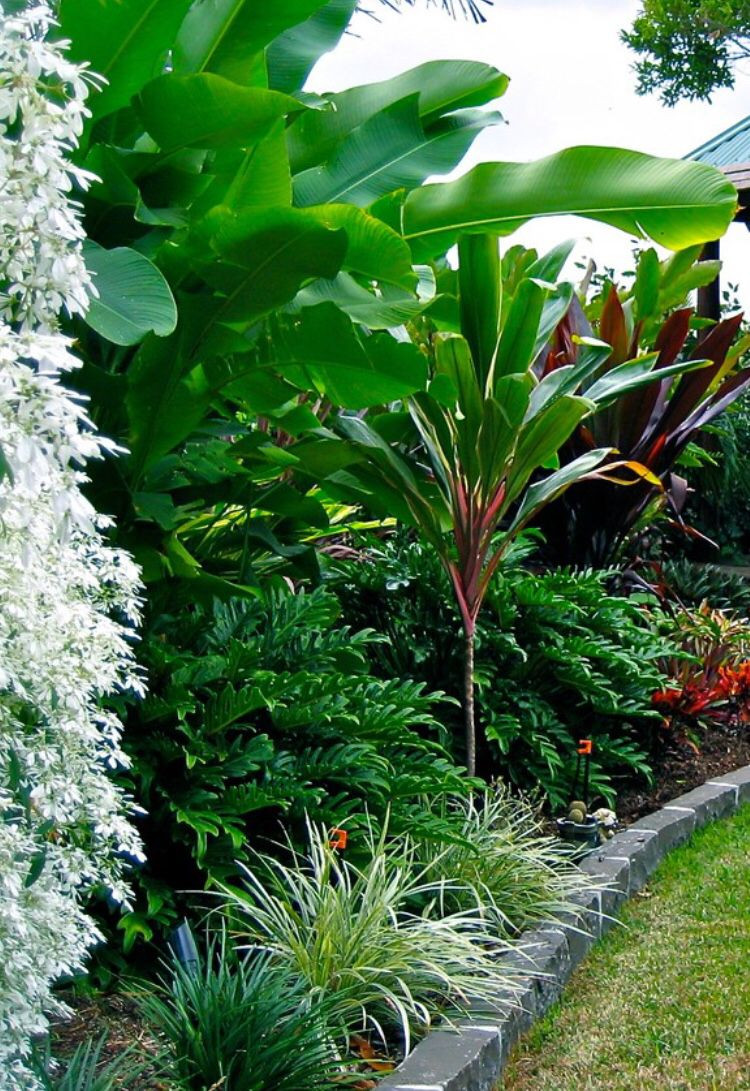 Tropical Backyard Plants
 Tropical … Tropical Pool
