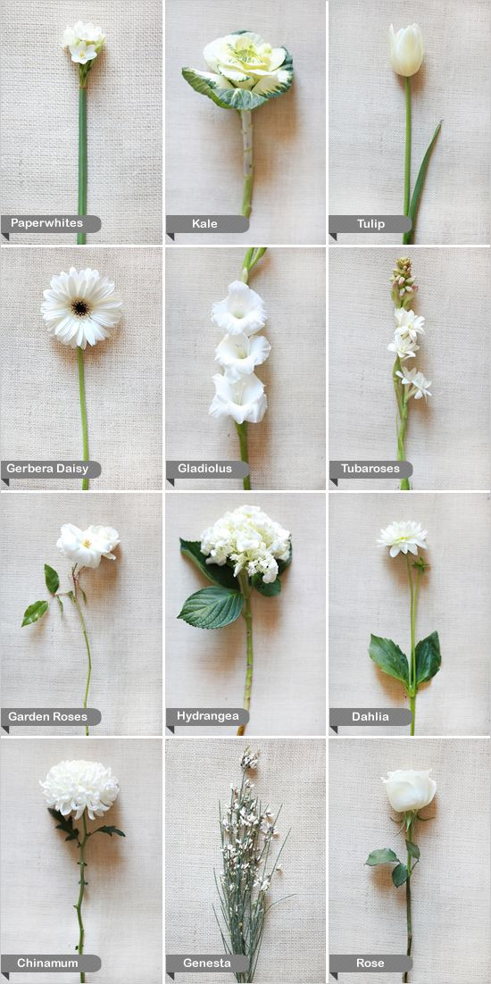 Types Of Flowers For Weddings
 white flowers by name Flowers Pinterest