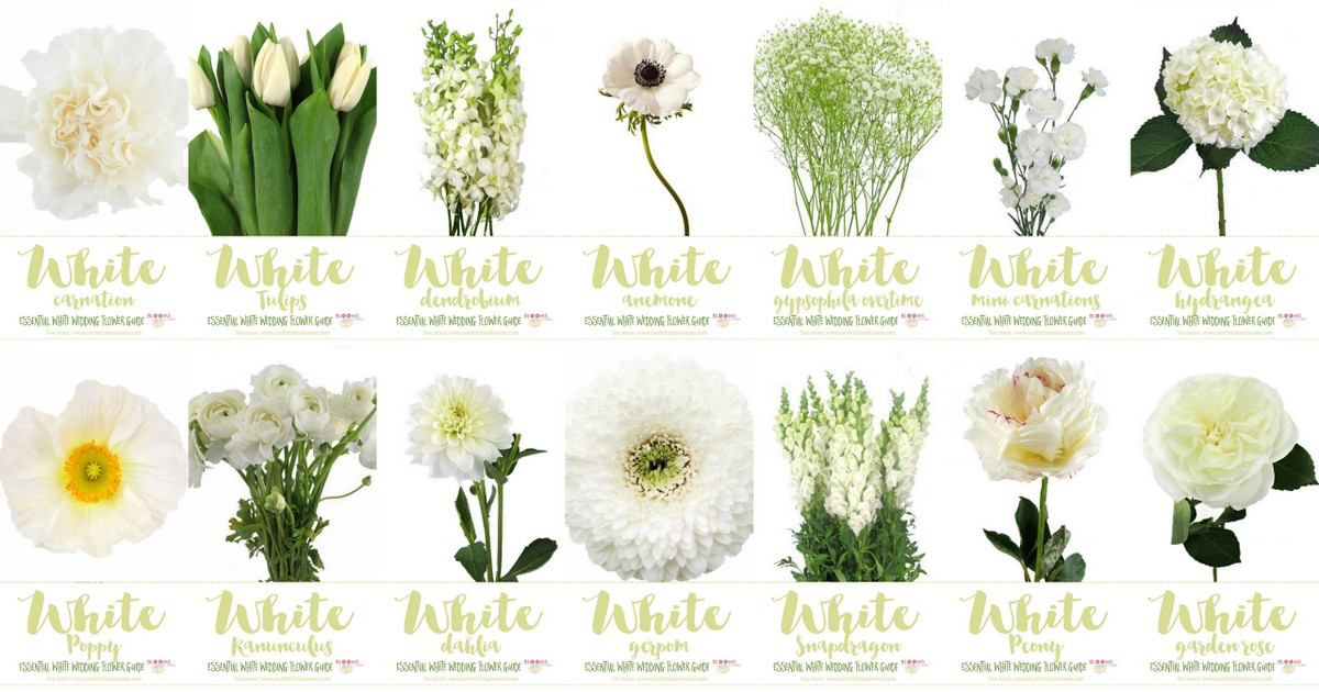 Types Of Flowers For Weddings
 White Wedding Flowers Guide Types of White Flowers Names