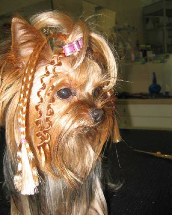 Yorkie Haircuts For Females
 100 Yorkie Haircuts for Males Females Yorkshire
