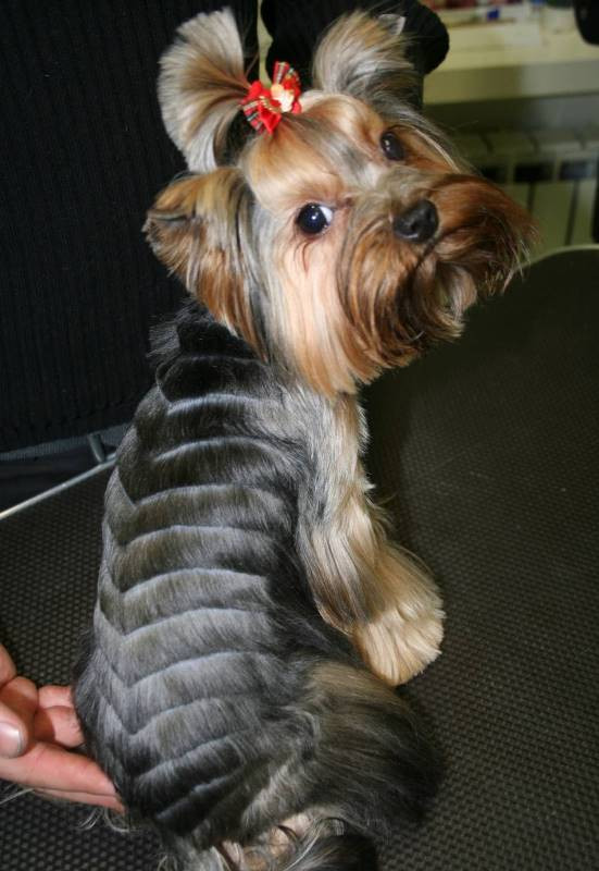 Yorkie Haircuts For Females
 Yorkie haircuts for males and females 60 pictures