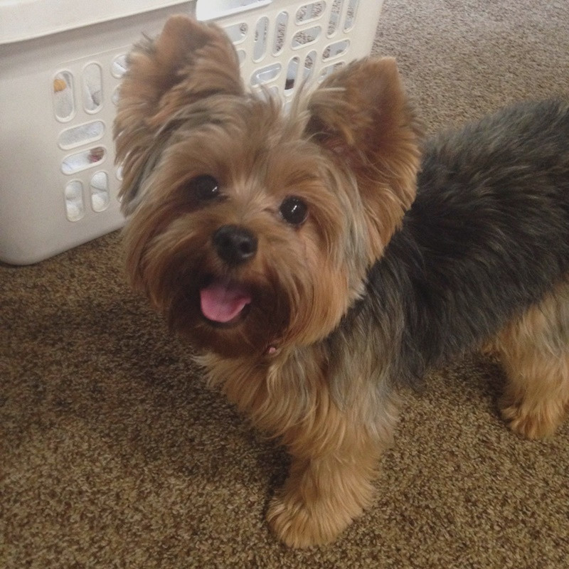 Yorkie Haircuts For Females
 80 Adorable Yorkie Haircuts For Your Puppy