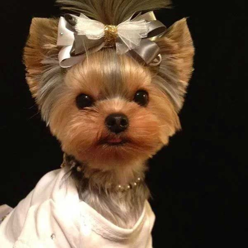 Yorkie Haircuts For Females
 151 Extremely Cute Yorkie Haircuts for Your Puppy