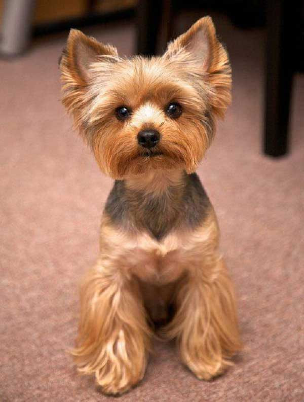 Yorkie Haircuts For Females
 100 Yorkie Haircuts for Males Females Yorkshire