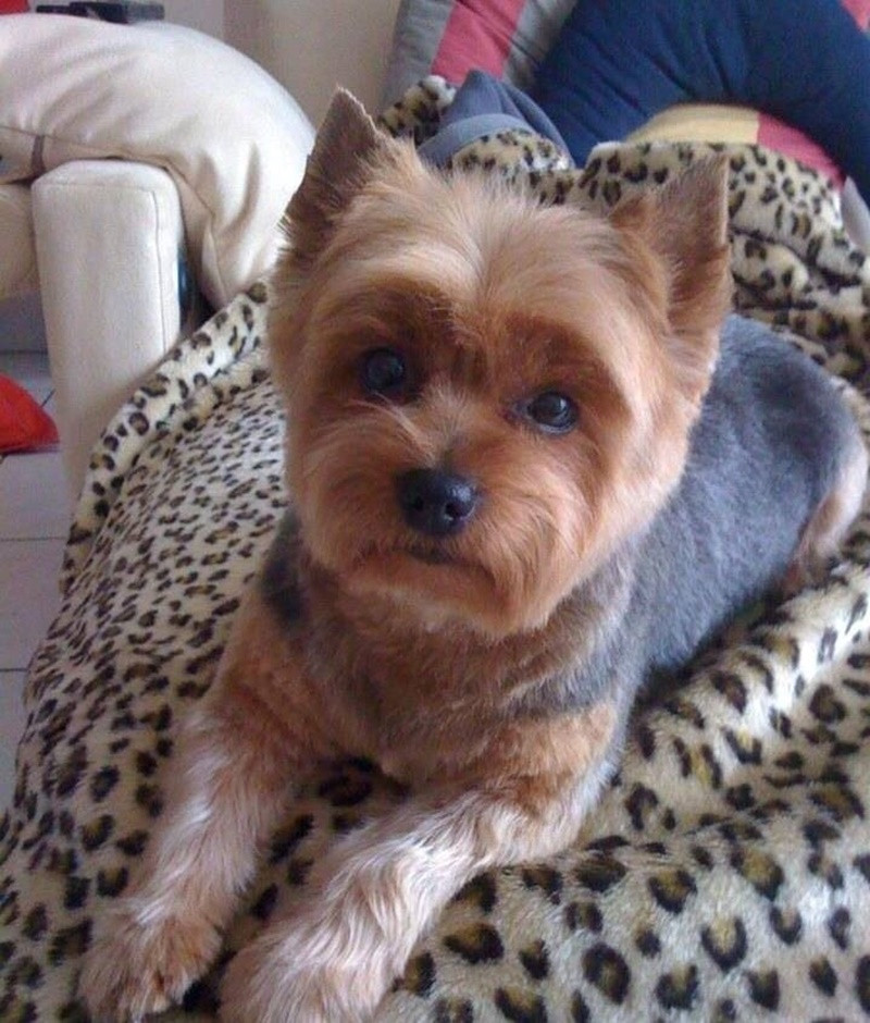 Yorkie Haircuts For Females
 80 Adorable Yorkie Haircuts For Your Puppy