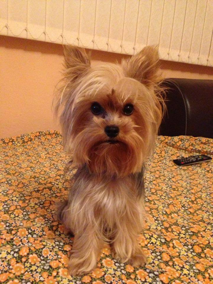 Yorkie Haircuts For Females
 Yorkie haircuts for males and females 60 pictures