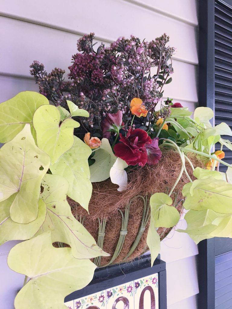 Fall Hanging Basket Ideas
 Fall plants perfect for hanging baskets from late summer