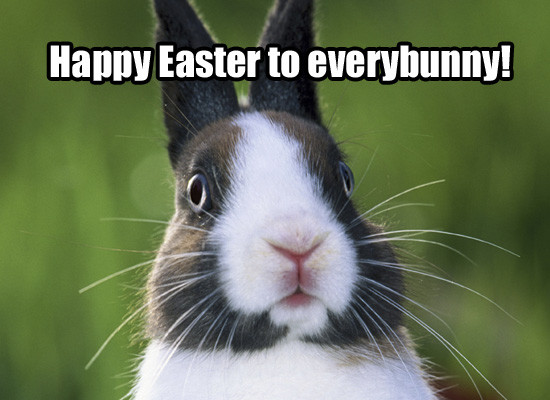 Happy Easter Funny Quotes
 SNAFU Happy Easter