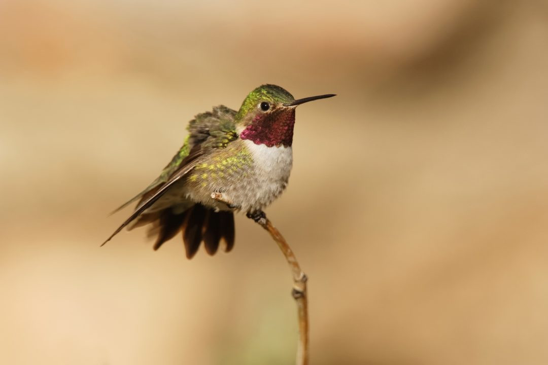 How Often Should You Change Hummingbird Food In Summer
 How to Maintain Healthy Hummingbird Feeders