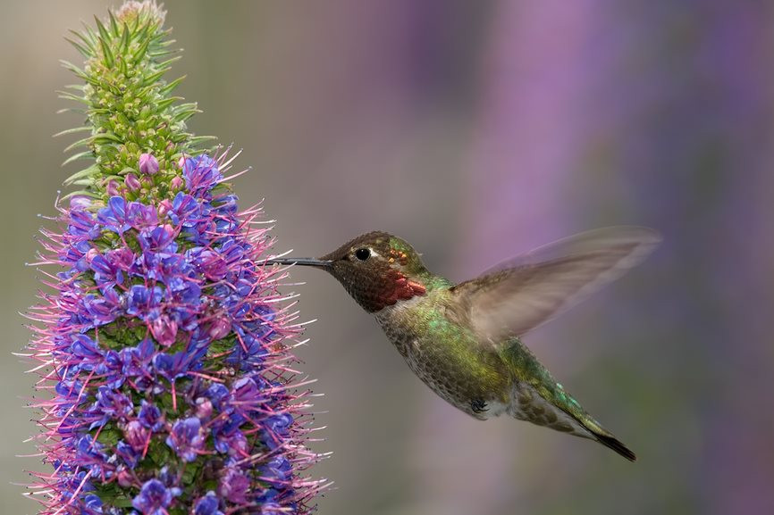 How Often Should You Change Hummingbird Food In Summer
 Animal Sites part of Good Sites for Kids
