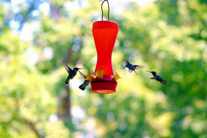 How Often Should You Change Hummingbird Food In Summer
 How ten To Change Hummingbird Food Useful Tips For You