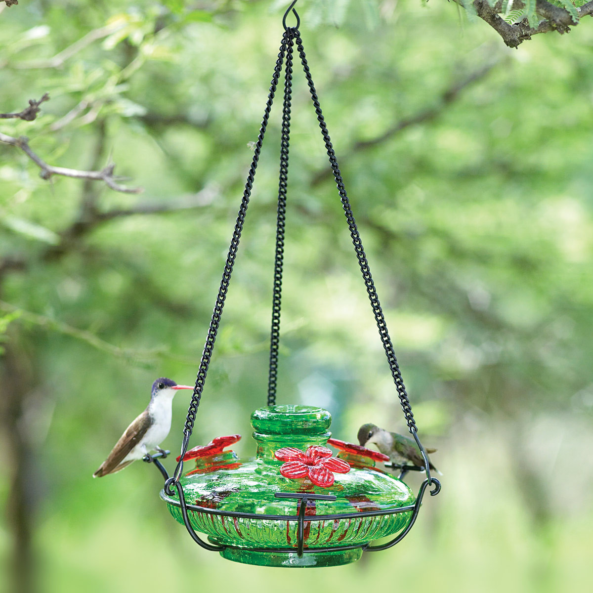How Often Should You Change Hummingbird Food In Summer
 Hummingbird Feeder Tips Yard Envy