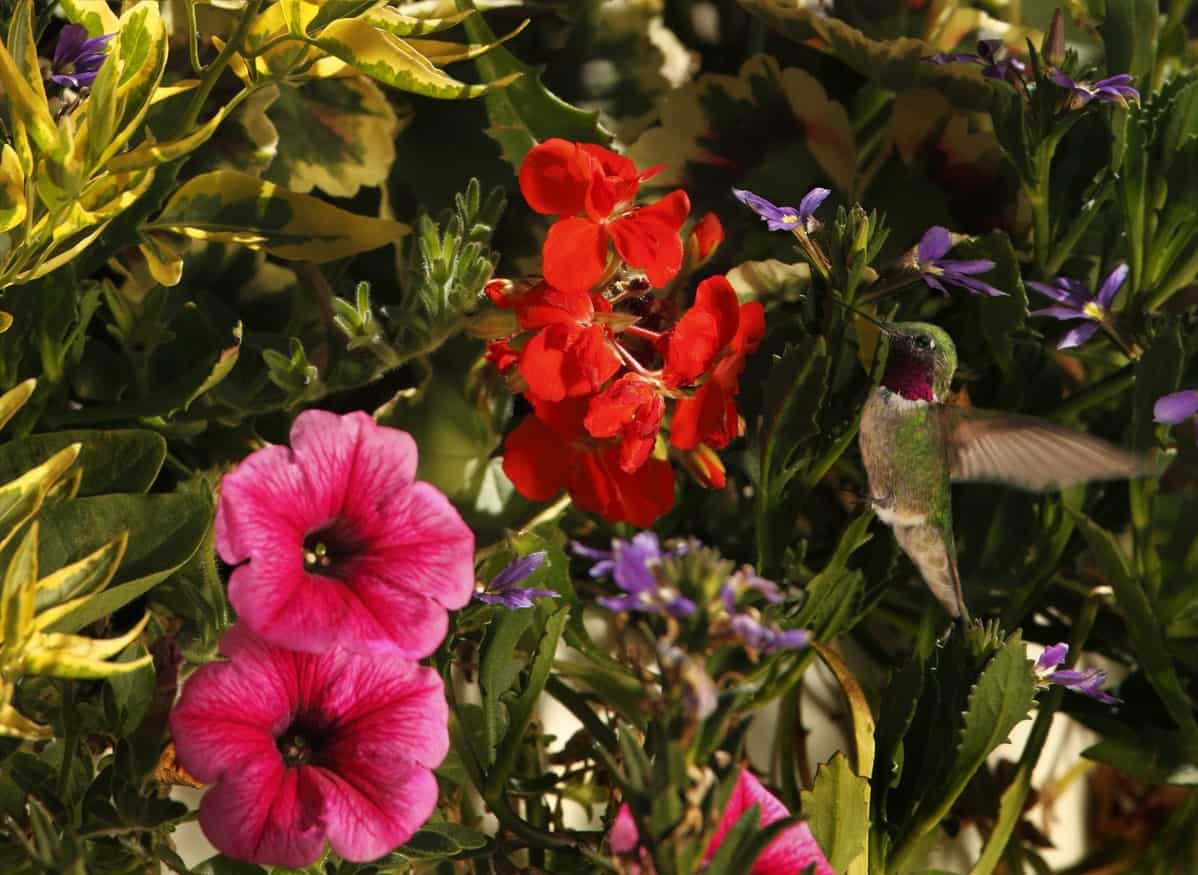 How Often Should You Change Hummingbird Food In Summer
 23 Garden Flowers that Attract Hummingbirds
