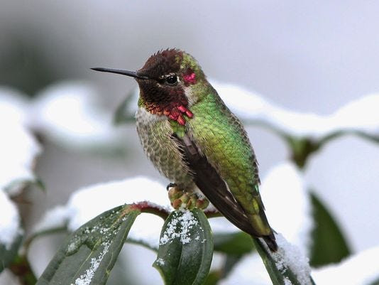 How Often Should You Change Hummingbird Food In Summer
 Anna’s hummingbirds can be seen in winter
