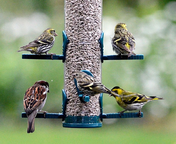 How Often Should You Change Hummingbird Food In Summer
 Quiet Corner Wild Birds Feeding Questions & Answers
