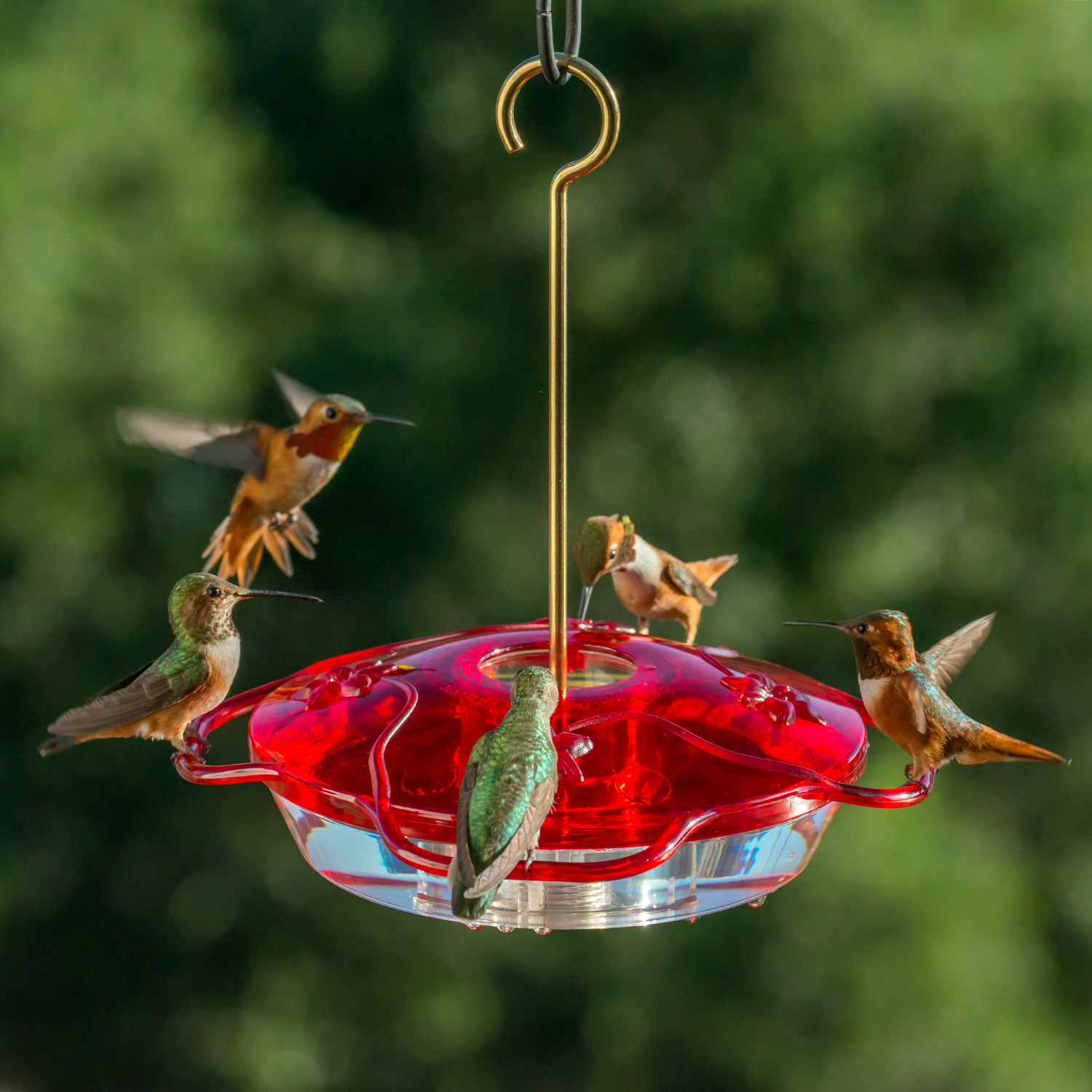 make your own hummingbird food