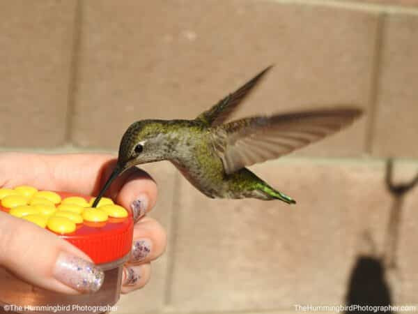 How Often Should You Change Hummingbird Food In Summer
 How to Make Hummingbird Food • Brown Thumb Mama