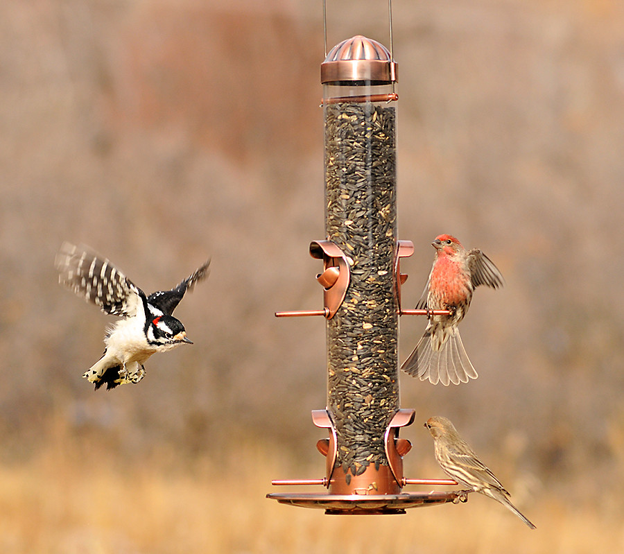 How Often Should You Change Hummingbird Food In Summer
 Fall Bird Feeding Tips