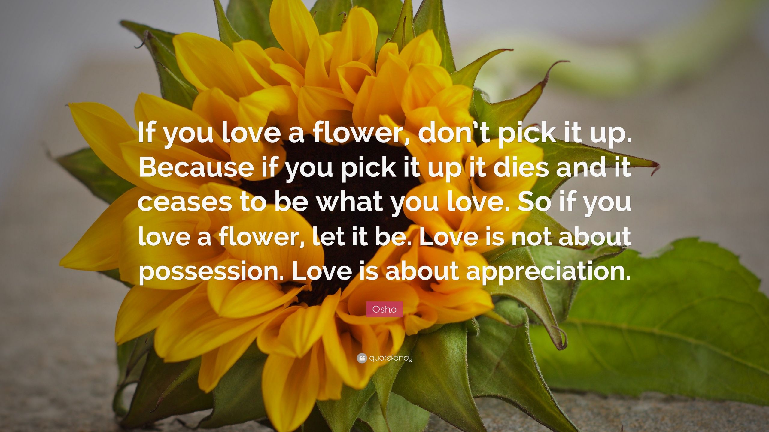 Quotes About Flowers And Love
 Osho Quote “If you love a flower don’t pick it up