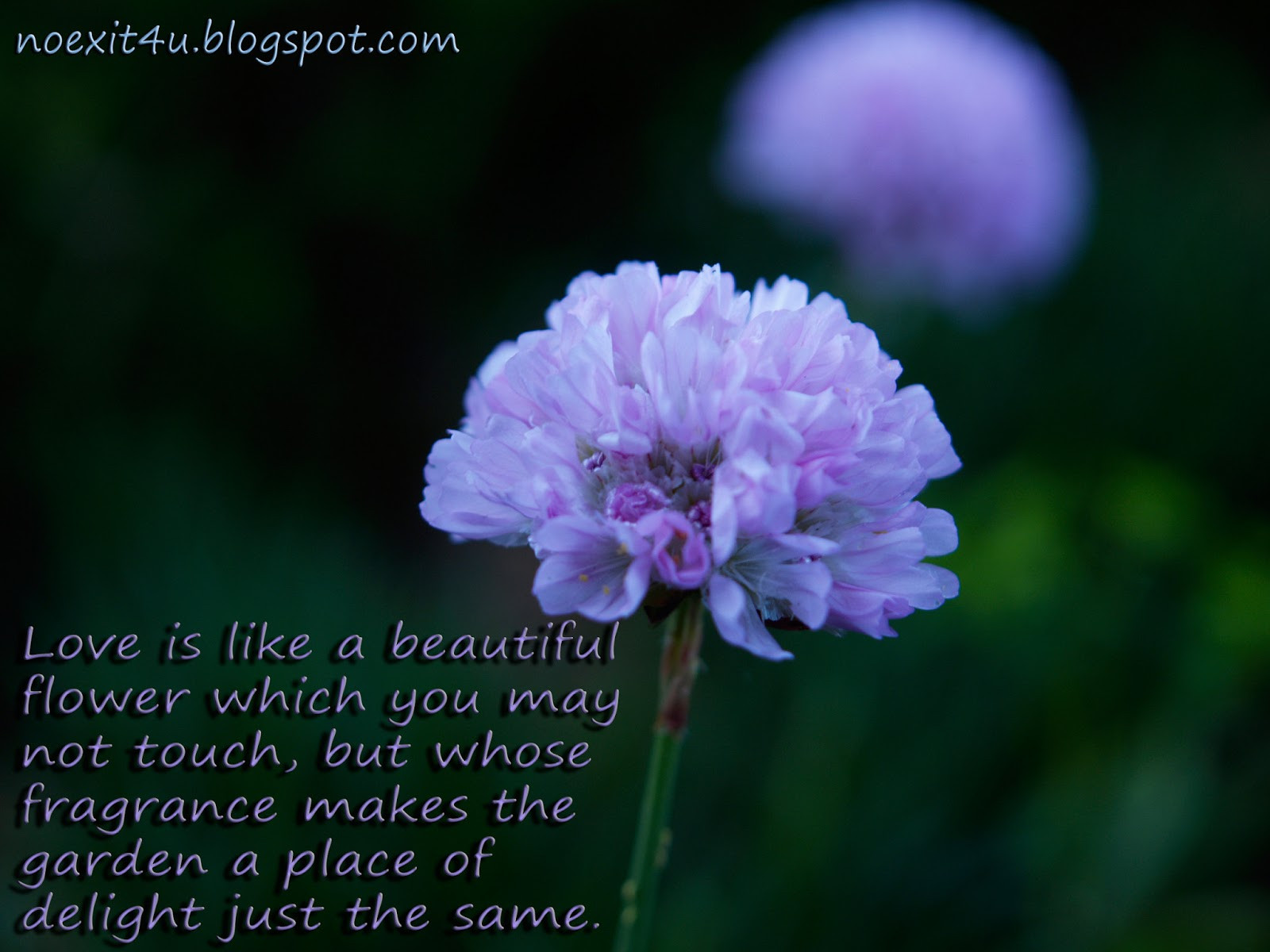 Quotes About Flowers And Love
 Flower Love Quotes Sayings