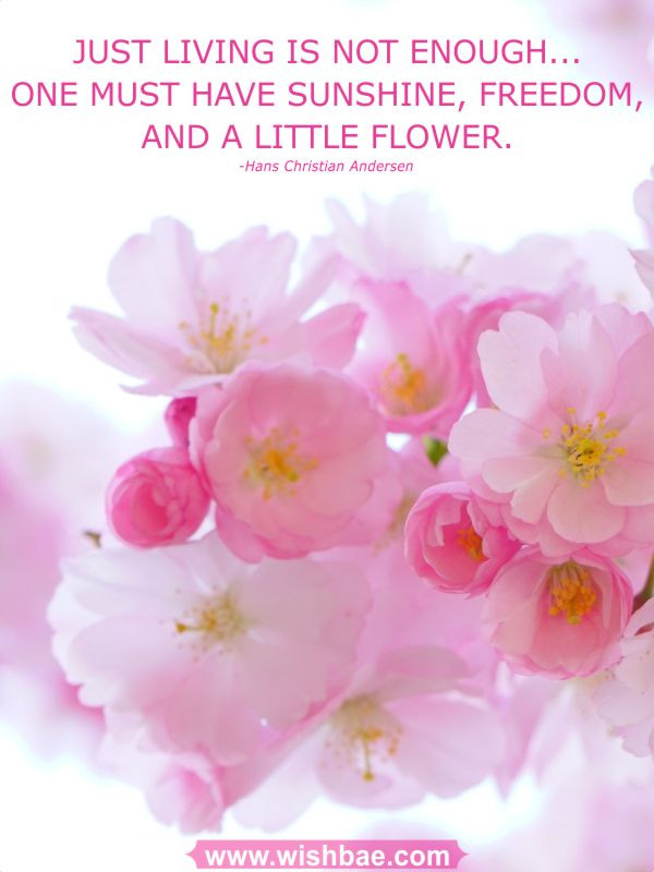 Quotes About Flowers And Love
 Flower Quotes & Sayings about Life and Love with