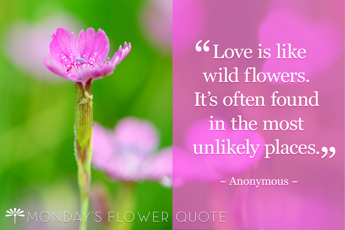 Quotes About Flowers And Love
 Love is like wild flowers Flower Quote